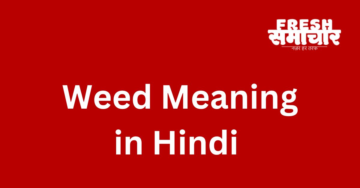 weed meaning in hindi